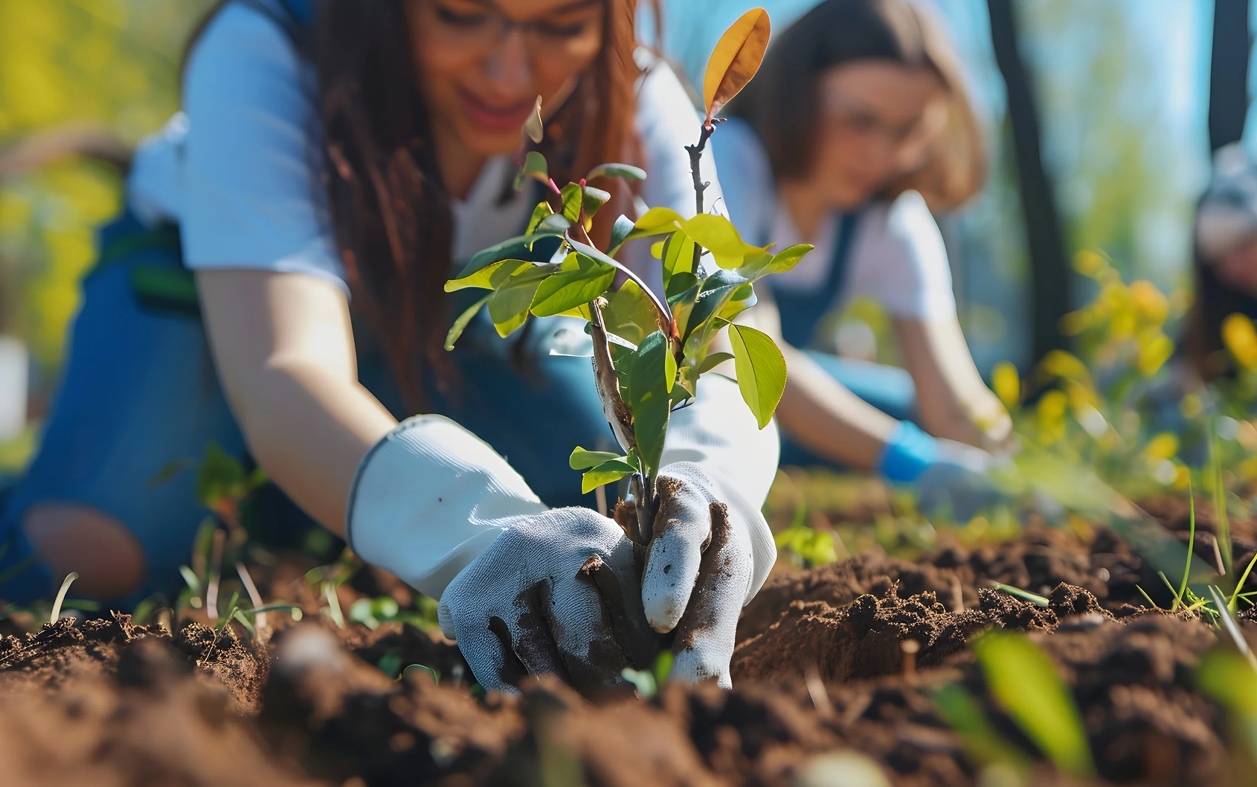 Volunteers planting trees in the community