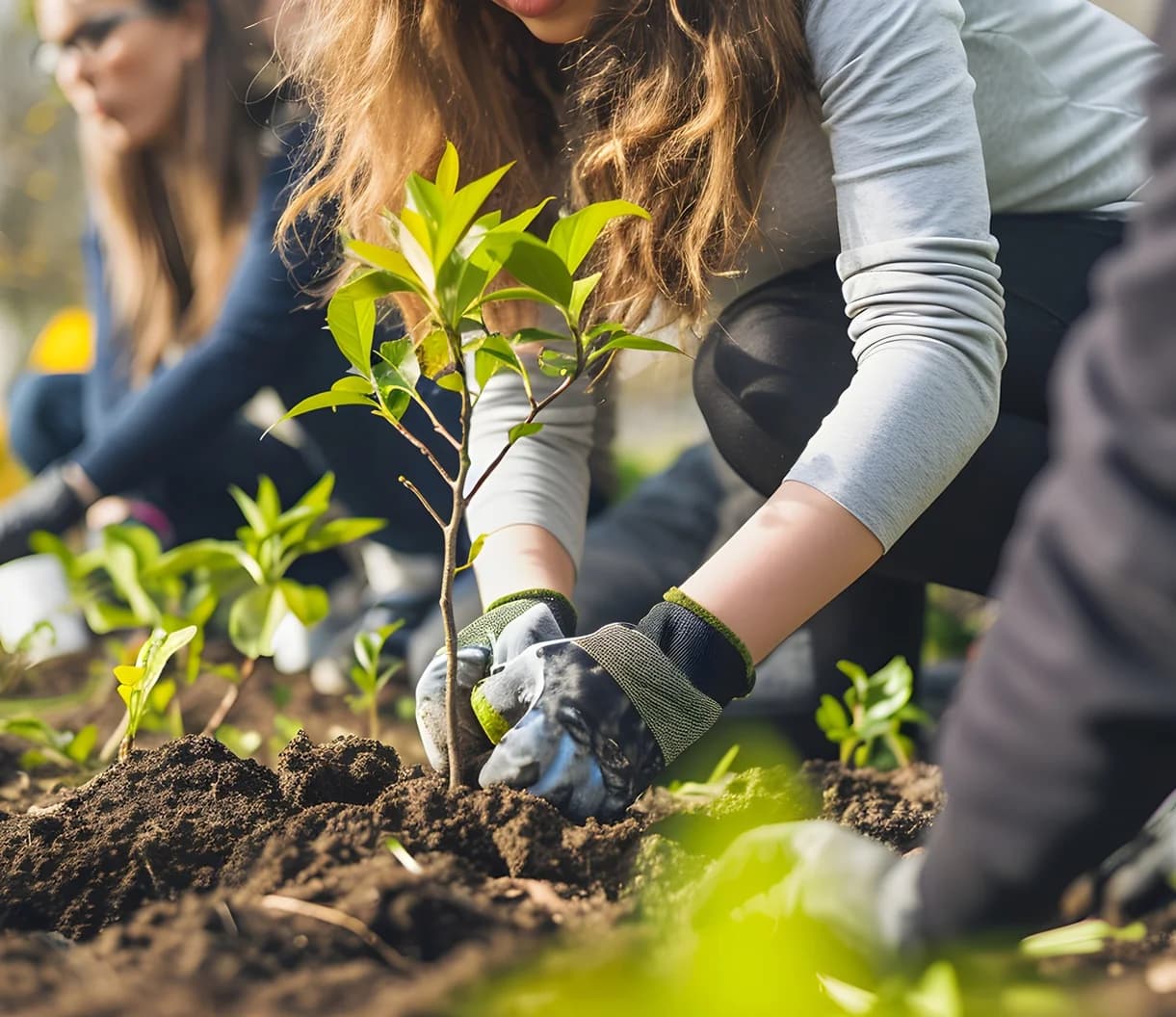 Environmental volunteer planting