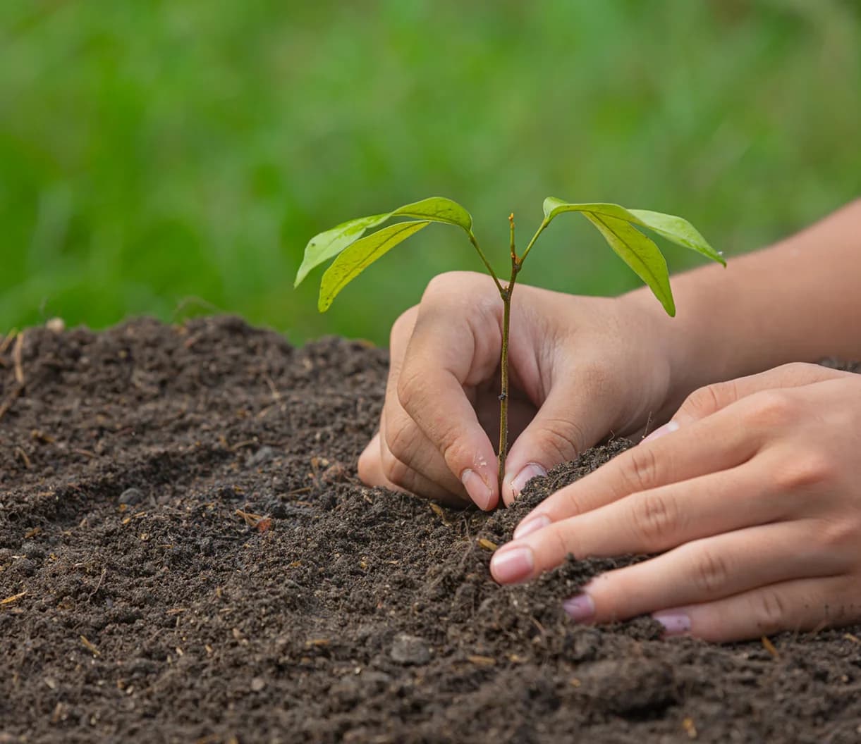 Planting a young sapling in the soil