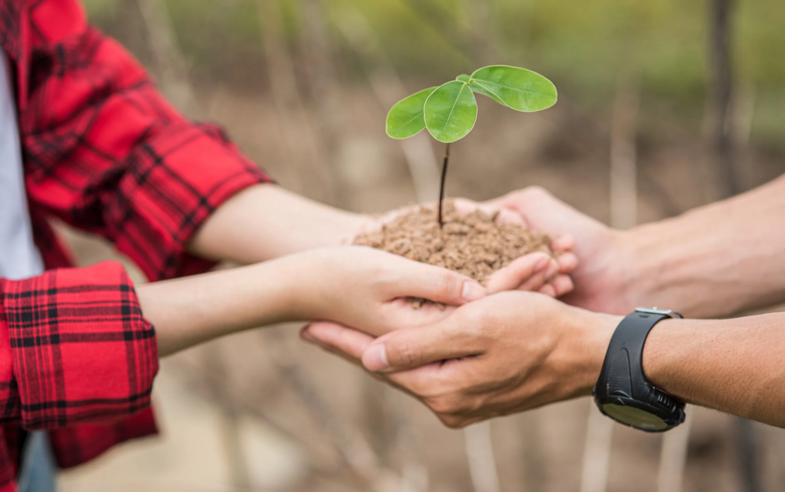 Hands planting a young sapling in the soil